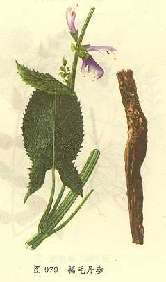ë